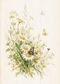 Image Not Available